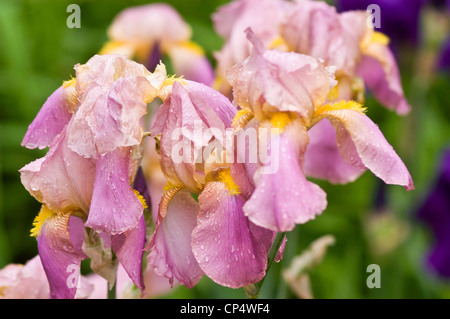 Primo piano di un fiore giallo rosa viola Iris ricoperto di gocce di rugiada mattutina in un lussureggiante giardino verde. Foto Stock