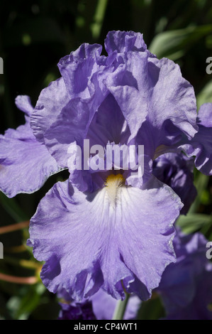 Uno blu fiore iris close up Foto Stock