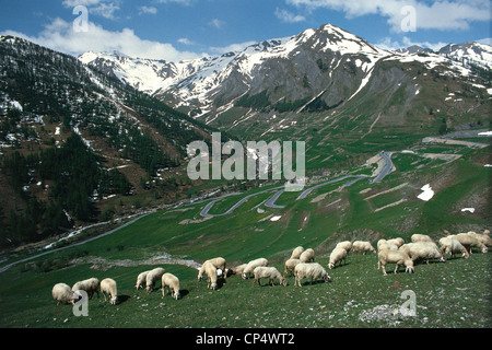 Piemonte - Valle Stura - pecore al pascolo vicino al Colle della Maddalena (Cn) Foto Stock