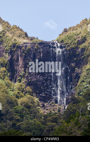 Wairere cade la cascata e il bosco circostante in Wairere Falls riserva paesaggistica, Gordon, Waikato, Nuova Zelanda, Oceania Foto Stock