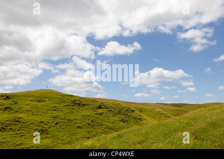 Una scena pastorale con cielo blu, soffici nuvole, e l'erba verde dei campi nel nord della Nuova Zelanda Foto Stock