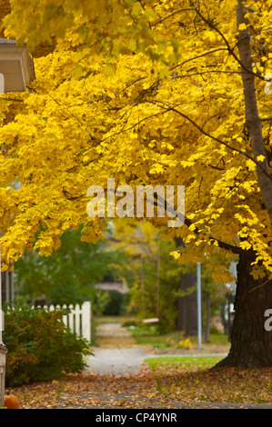 Giallo fogliame di autunno in autunno area torrente di Ithaca, NY Foto Stock