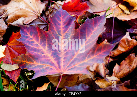 Grande fogliame autunnale di acero da zucchero, Acer saccharum, Aceraceae, adagiato su un letto di foglie cadute. Foto Stock