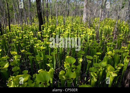 Pianta carnivora giallo o tromba brocca piante Sarracenia flava crescendo in Dwarf Cypress infiltrazioni bog Florida USA Foto Stock