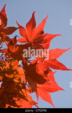 Foglie rosse vivaci e fogliame di acero giapponese, acero di palma, Acer Palmatum, Aceraceae, contro un cielo azzurro limpido in autunno. Foto Stock