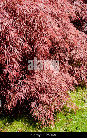 Foglie rosse dissezionate e fogliame di acero giapponese, acero palmbro, Acer Palmatum, Aceraceae. Foto Stock