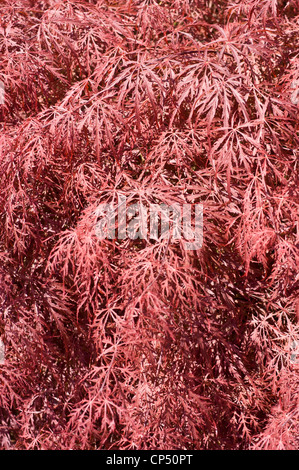 Primo piano di foglie rosse dissezionate e fogliame di acero giapponese (Acer Palmatum) in un giardino, ideale per i temi dell'orticoltura e del giardinaggio. Foto Stock