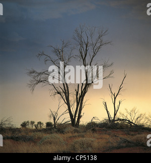 Australia - Australia del Sud - Paesaggio vicino a Woomera lungo la Stuart Highway. Foto Stock