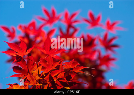 Vivace fogliame rosso di acero giapponese (Acer Palmatum) contro un cielo azzurro. Foglie di acero di palma in autunno, famiglia delle Aceraceae. Foto Stock
