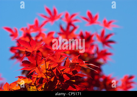 Vivace fogliame rosso di acero giapponese (Acer Palmatum) contro un cielo azzurro. Primo piano delle foglie di acero di palma alla luce del sole autunnale. Foto Stock