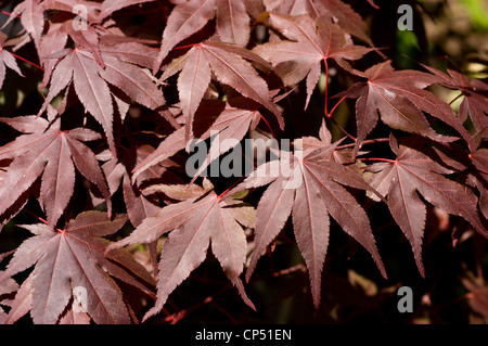 Vivace fogliame viola di acero giapponese, acero di palma, palmatum Acer. Primo piano di foglie di Aceraceae in un giardino. Foto Stock