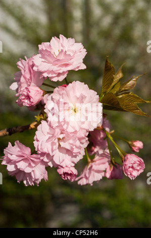 Un dettagliato primo piano di gemme di mele bianche e rosa che fioriscono su un ramo in una luce solare brillante e naturale. Foto Stock