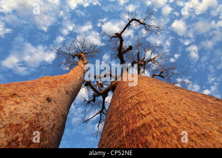 Bottiglia baobabs al tramonto sotto un cielo blu con sparse nuvole bianche, vicino a Belo sur Mer, Morondava, Madagascar. Foto Stock