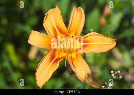 Un primo piano di un vivace fiore arancione di Hemerocallis fulva che fiorisce alla luce del sole con uno sfondo verde morbido sfocato. Foto Stock