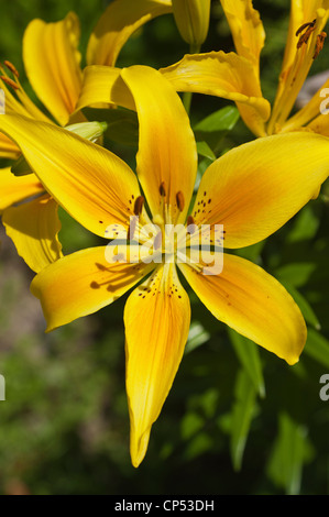 Un vivace fiore giallo arancio diurno in un primo piano, che mostra petali dettagliati e centro macchiato sotto la luce del sole in un giardino. Foto Stock