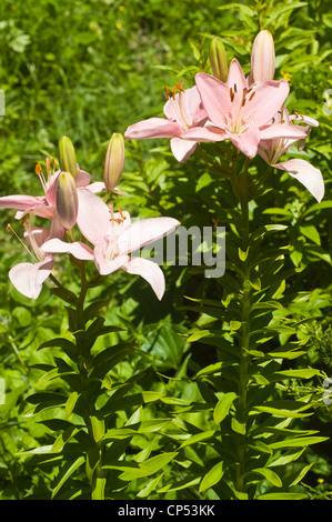 Un primo piano di alcuni fiori rosa gialli che fioriscono in un lussureggiante giardino con un vibrante sfondo verde sotto la luce naturale del sole. Foto Stock