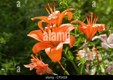 Fiori arancioni che fioriscono giorno in un giardino soleggiato con lussureggianti foglie verdi sullo sfondo. Foto Stock