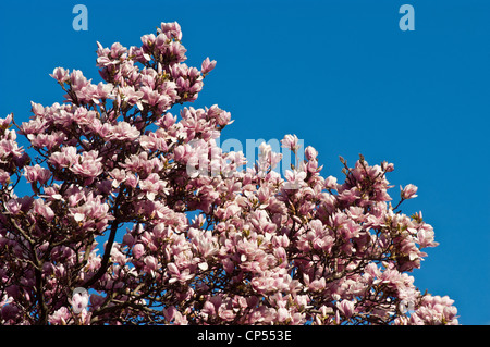 Fiori rosa in fiore di Magnolia x soulangeana, noto anche come Saucer magnolia, adagiato su un vivace sfondo blu del cielo in una giornata di sole primaverili. Foto Stock