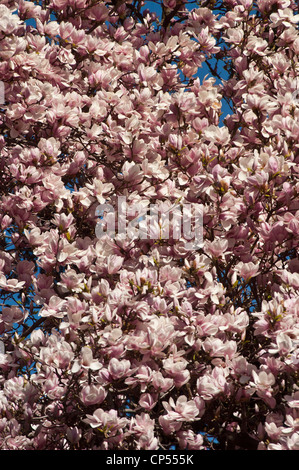 Densi ammassi di fiori rosa pallido e bianchi di Magnolia soulangeana (Saucer magnolia) che fioriscono contro un cielo azzurro limpido alla luce del sole primaverile. Foto Stock