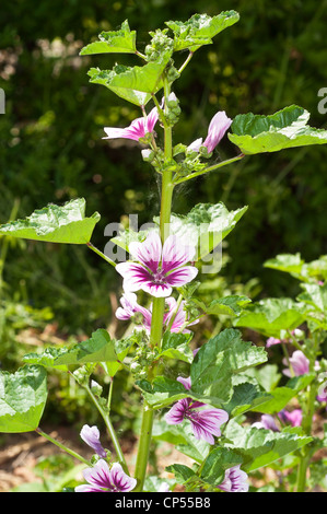 Primo piano di fiori bianchi e violetti di Malva (Malvaceae) che fioriscono su un fusto verde in un giardino soleggiato. Foto Stock