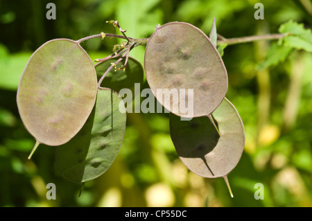 Cialde di semi appiattiti a forma di disco di Annual Honesty, Lunaria annua, Brassicaceae, che crescono in un giardino. Foto Stock