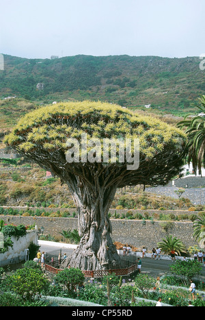 Spagna - Canarie - isola di Tenerife. A Icod de los Vinos, l'originale Dragon (Dracaena draco), denominato Dragon millennio. Foto Stock