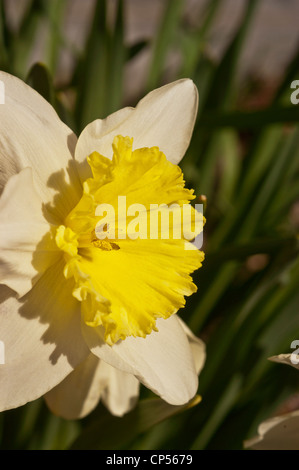 Primo piano dettagliato di un singolo Daffodil a tazza lunga bianco e giallo che fiorisce alla luce naturale del sole con uno sfondo verde sfocato. Foto Stock