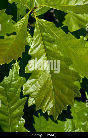 Il verde delle foglie di castagno e rovere, Quercus prinus, Quercus montana, Fagaceae, Orientale Stati Uniti Foto Stock