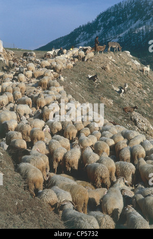 Piemonte - Valle Stura (Cn) - Colle della Maddalena. Mandria scende alla piega. Foto Stock