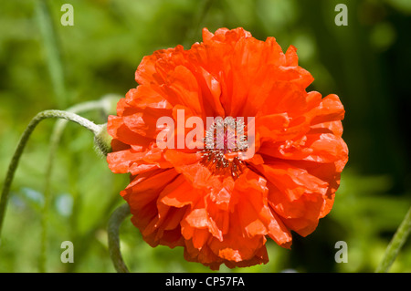 Un vivace fiore rosso-arancio di roeas Papaver in piena fioritura, catturato in un primo piano dettagliato su uno sfondo verde morbido e sfocato in una giornata di sole. Foto Stock