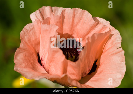 Primo piano di un delicato papavero rosa orientale, Papaver orientale, che fiorisce in un giardino con luce soffusa e sfondo verde sfocato. Foto Stock