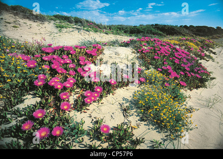 LAZIO PNCIRCEO lago dei monaci di fioritura duna costiera Carpobrotus acinaciformis Foto Stock