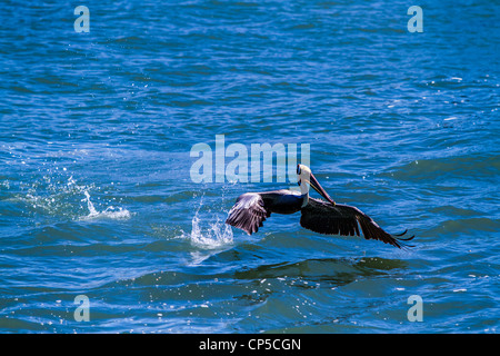 Flying Brown Pelican Foto Stock