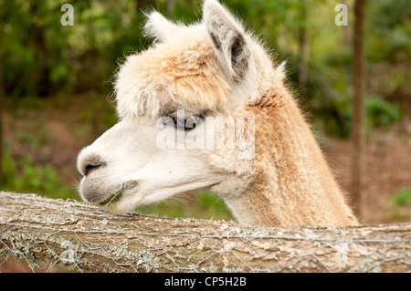 Close up Alpaca mangiare Foto Stock