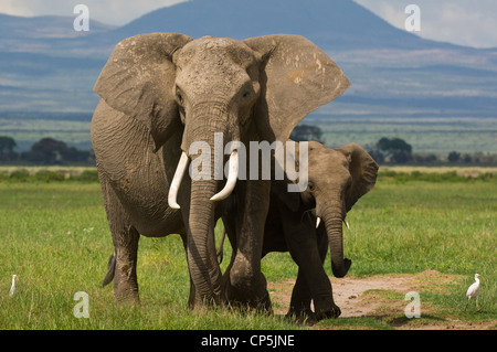 Un africano mucca elefante africano (Loxodonta africana) e il suo adolescente il mangime per vitelli in Amboseli Foto Stock