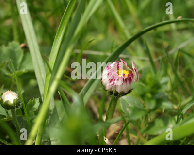 Daisy, comune Daisy, Prato Daisy, inglese Daisy / Bellis perennis / Gänseblümchen Foto Stock