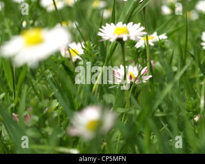 Daisy, comune Daisy, Prato Daisy, inglese Daisy / Bellis perennis / Gänseblümchen Foto Stock