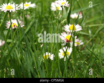 Daisy, comune Daisy, Prato Daisy, inglese Daisy / Bellis perennis / Gänseblümchen Foto Stock