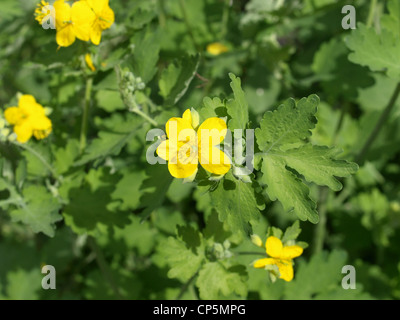 Maggiore celandine / Chelidonium majus / Schöllkraut Foto Stock