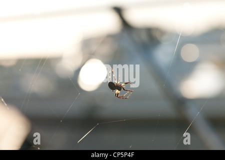 Spider strisciando lungo un web. retroilluminato, semi silhouette,profondità di campo Foto Stock