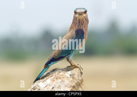 Rullo indiano Bird Foto Stock