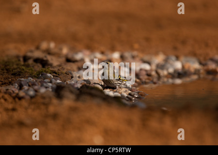 L'euroasiatica (Lucherino Carduelis spinus) è un piccolo uccello passerine in finch famiglia Fringillidae. Foto Stock