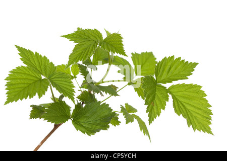 Il ramo di giovani di lampone su sfondo bianco Foto Stock