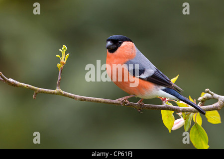 Bullfinch maschio in Crab Apple Tree Foto Stock