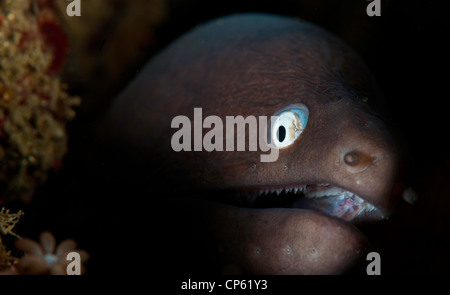 Faccia di un bianco-eyed moray (la Siderea thysoidea) in stretto di Lembeh sul sito di immersione Nudi Retreat 1 Foto Stock