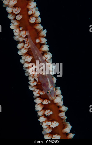 Frustino coral ghiozzo (Bryaninops yongei) pelli su una frusta coral in stretto di Lembeh dell Indonesia Foto Stock