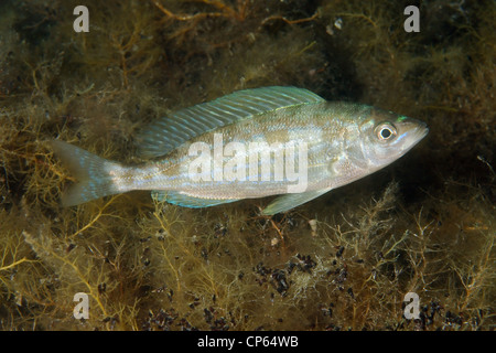 Menole o Picarel (Spicara maena) Foto Stock