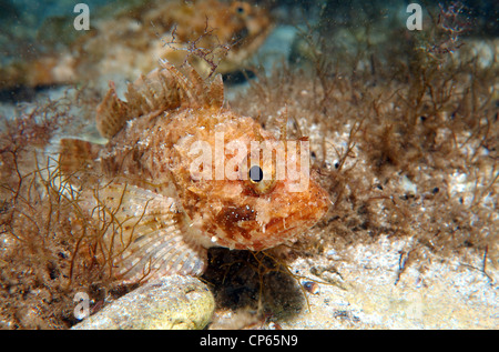 Smallscaled pesci-scorpione, nero Scorfani, Europeo, Scorfani Scorfani rossi o mare scorpion (Scorpaena porcus) Foto Stock