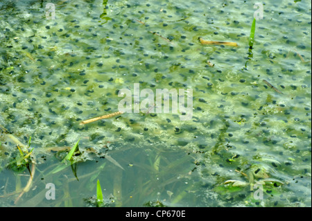 Frogspawn in un piccolo stagno, fine di aprile Foto Stock