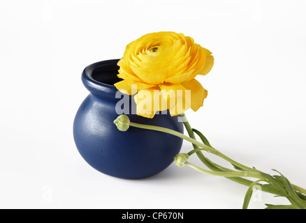 Giallo Ranunculus appoggiato sul vaso blu Foto Stock